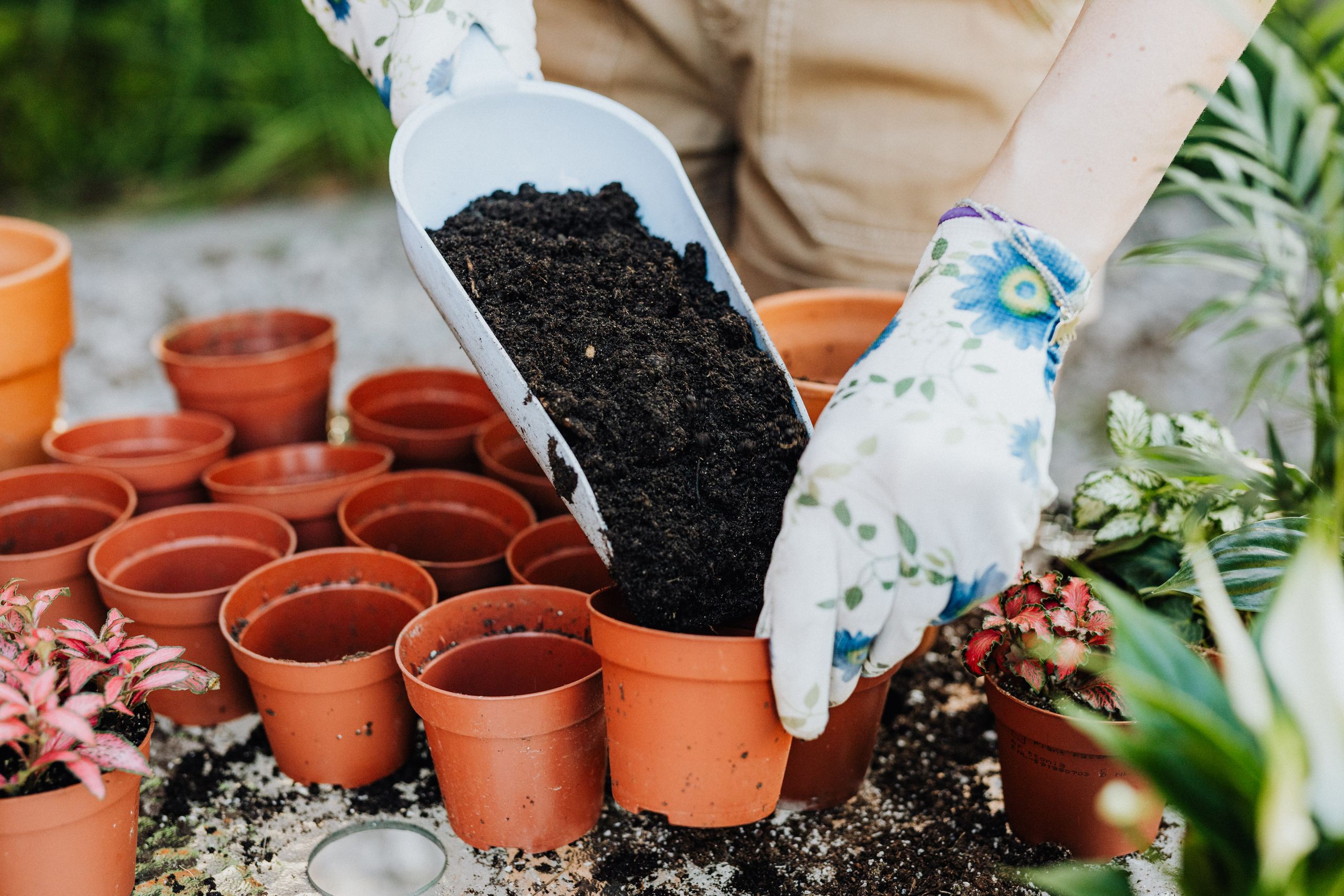 Hands planting seedlings in raised bed