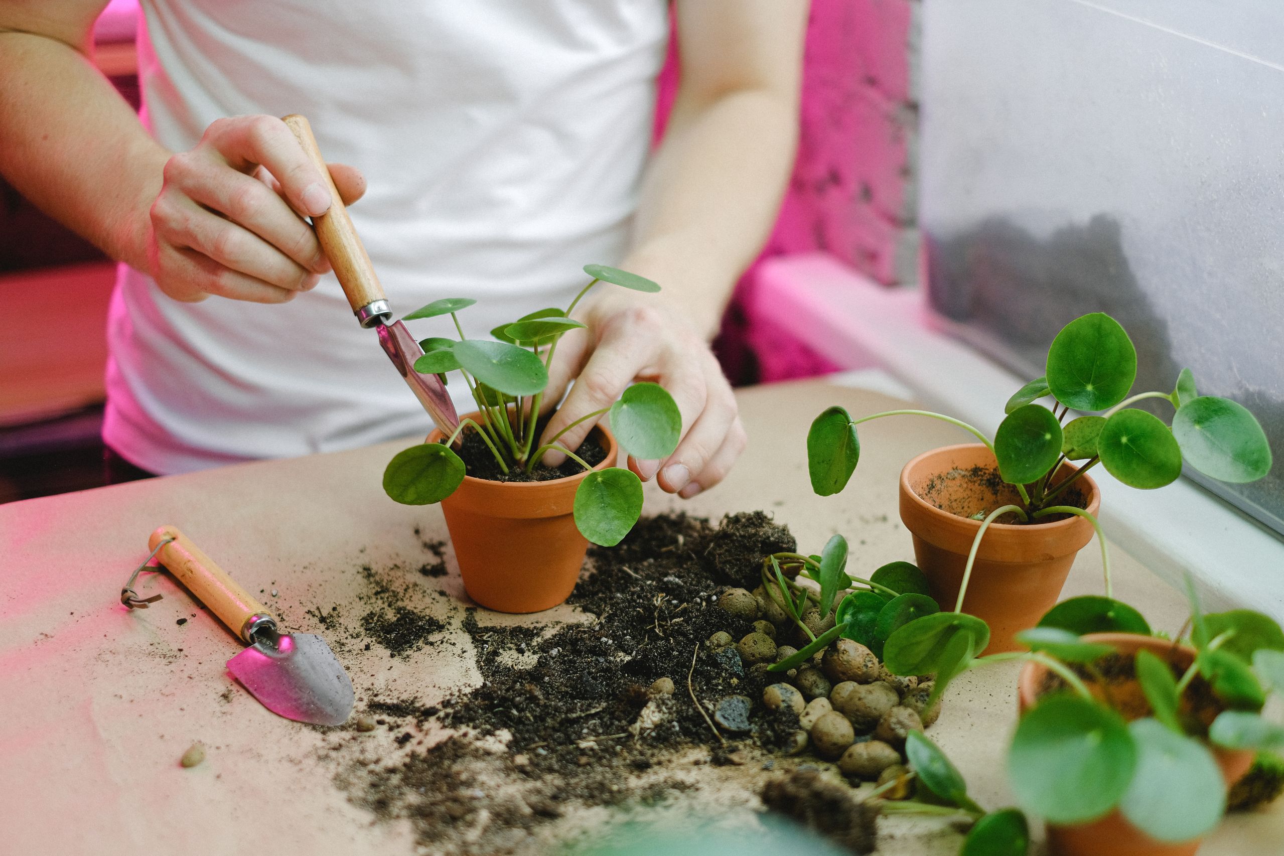 Hands potting plant in terracotta pot